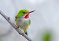 A cute little Puerto Rican Tody perched Royalty Free Stock Photo