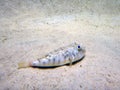 Cute little puffer fish laying on the sand on bottom of aquarium enclosure