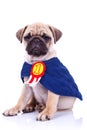 Cute little pug puppy dog champion Royalty Free Stock Photo