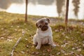 A cute puppy pug sitting on grass near the lake and is looking straight at the camera with his head tilted