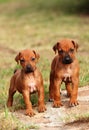 Cute little puppies Royalty Free Stock Photo