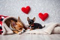 Cute little puppies in a fluffy light blanket and a small red plush heart. Image for a veterinary clinic or pet store