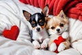 Cute little puppies in a fluffy light blanket and a small red plush heart. Image for a veterinary clinic or pet store