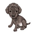 Cute little puppy cute animal, pet, animal owner, dog, tiny cute animal, cute faithful tiny animal friendly, illustration,