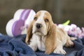 Cute little puppy Basset hound Royalty Free Stock Photo