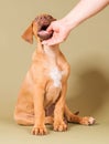 Cute little puppy biting in human hand Royalty Free Stock Photo