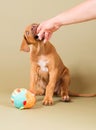 Cute little puppy biting in human hand Royalty Free Stock Photo