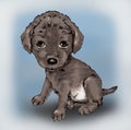 Cute little puppy, cute animal, pet, animal owner, dog, tiny cute animal, cute faithful tiny animal friendly, illustration,