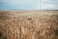 Cute little puppy in field of wheat