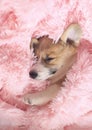 Cute little puppy of ginger dog Corgi lies in a pink fluffy blanket and sweetly sleeps pretty smiling