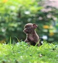 cute little puppy hiding in the garden