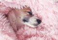 little puppy lies in a pink fluffy blanket and sweetly sleeps with his nose out