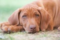 Cute little puppy lying in grass Royalty Free Stock Photo