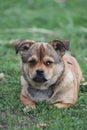 Cute little puppy lying on green grass Royalty Free Stock Photo