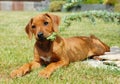 Cute little puppy playing in garden