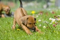Cute little puppy playing in grass Royalty Free Stock Photo