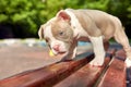 Cute, little puppy playing nature on a sunny day. Concept of the first steps of life, animals, a new generation. Puppy