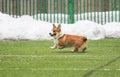 Cute little puppy red dog breed Corgi fun running around the green football field on the Playground on the streets in the city for