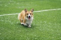 Cute little puppy red dog breed Corgi fun running around the green football field on the Playground on the streets in the city for