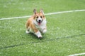 Cute little puppy red dog breed Corgi runs around the green football field on the Playground on the streets in the city for a walk