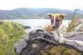 Cute Puppy in Arfak Mountains Highland