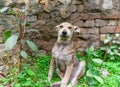 Cute little puppy sitting in the green grass. Homeless puppy looking for a shelter Royalty Free Stock Photo