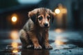Cute little puppy sitting on the wet floor in the rain, Stray homeless dog, Sad abandoned hungry puppy sitting alone in the street Royalty Free Stock Photo