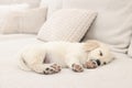 Cute little puppy sleeping on beige couch Royalty Free Stock Photo