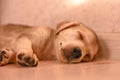 Cute little puppy sleeping on the floor illuminated by the rays of the sun Royalty Free Stock Photo