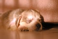 Cute little puppy sleeping illuminated by the rays of the sun Royalty Free Stock Photo