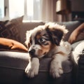 Cute little puppy on the sofa