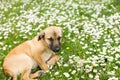 Cute Little Puppy Spring Enjoying Royalty Free Stock Photo