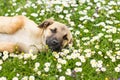 Cute Little Puppy Spring Enjoying Royalty Free Stock Photo