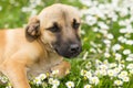 Cute Little Puppy Spring Enjoying Royalty Free Stock Photo