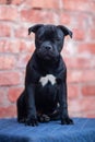 Cute little puppy of Staffordshire Bullterrier breed, black color, sitting on brick wall background.