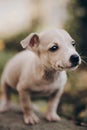 Cute little puppy walking in autumn park. Scared homeless staff terrier beige puppy playing in city street. Adoption concept. Dog