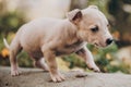 Cute little puppy walking in autumn park. Scared homeless staff terrier beige puppy playing in city street. Adoption concept. Dog