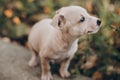 Cute little puppy walking in autumn park. Scared homeless staff terrier beige puppy playing in city street. Adoption concept. Dog