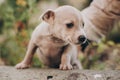 Cute little puppy walking in autumn park. Scared homeless staff terrier beige puppy playing in city street. Adoption concept. Dog