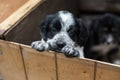 Cute Little puppy in a wooden box is asking to be adopted with hope. Homeless dog Royalty Free Stock Photo