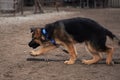 Cute little purebred puppy from kennel of working service dogs on walk. German shepherd puppy black and red color walks on dog