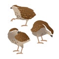 Cute little quail cartoon