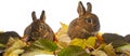 Cute little rabbit and autumnal leaves