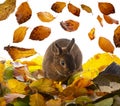 Cute little rabbit and an autumnal leaves