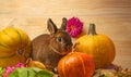 little rabbit and autumnal leaves