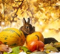 Cute little rabbit and autumnal leaves