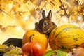 Cute little rabbit and autumnal leaves