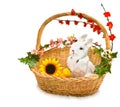 Cute little rabbit in basket Royalty Free Stock Photo