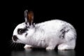 Cute little rabbit on a black background