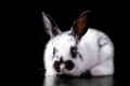 Cute little rabbit on a black background